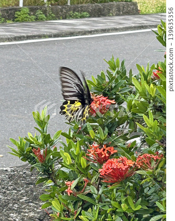 在鄉村的道路邊拍攝在花叢上飛舞並準備收集花蜜的黃裳鳳蝶 在鄉村的道路邊拍攝在花叢上飛舞並準備收集花蜜的黃裳鳳蝶 139635356