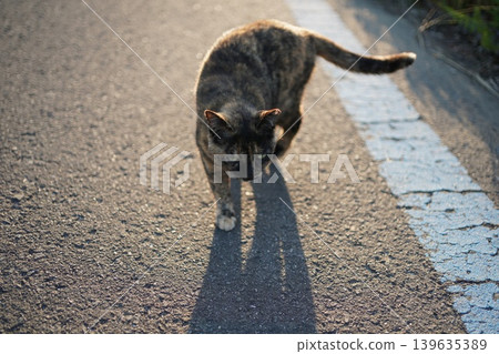 生鏽的貓在路邊玩耍 生鏽的貓在路邊玩耍 139635389