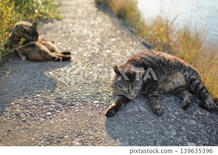 A tabby cat and a calico cat playing on the embankment A tabby cat and a calico cat playing on the embankment 139635396