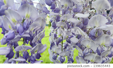 Blooming wisteria with lilac flowers against a background of green grass. Blooming wisteria with lilac flowers against a background of green grass. 139635443