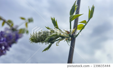 Blooming wisteria with lilac flowers against a background of green grass. 139635444