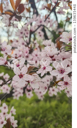 A close-up of delicate plum blossoms. White flowers on a tree branch against A close-up of delicate plum blossoms. White flowers on a tree branch against 139635448