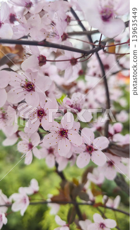 A close-up of delicate plum blossoms. White flowers on a tree branch against A close-up of delicate plum blossoms. White flowers on a tree branch against 139635449
