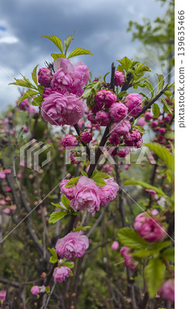 Plants with yellow and pink flowers against a blue sky with a blurred background Plants with yellow and pink flowers against a blue sky with a blurred background 139635466