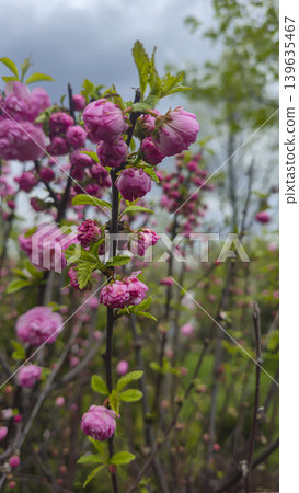Plants with yellow and pink flowers against a blue sky with a blurred background Plants with yellow and pink flowers against a blue sky with a blurred background 139635467