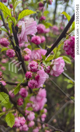 Plants with yellow and pink flowers against a blue sky with a blurred background 139635468