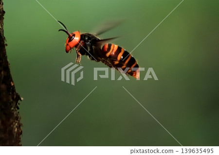 Flight of the Queen Bee 139635495
