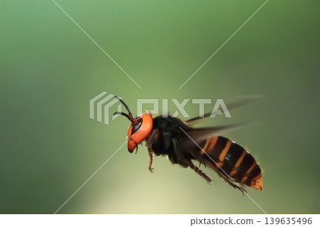 Flight of the Queen Bee 139635496