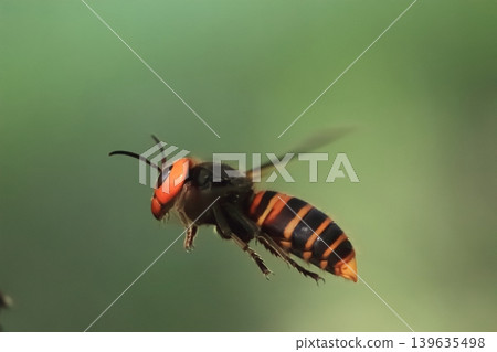 Flight of the Queen Bee 139635498
