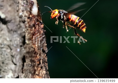 Flight of the Queen Bee 139635499