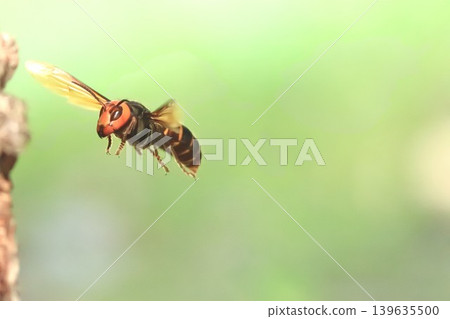 Flight of the Queen Bee 139635500