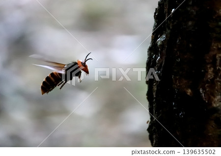 Flight of the Queen Bee 139635502