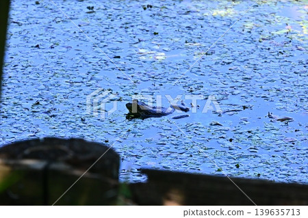 A bullfrog standing on the water's surface 139635713