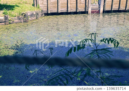 A green carpet spread across the water's surface A green carpet spread across the water's surface 139635714
