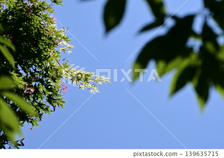 The breath of early summer: vibrant new green maple leaves against the blue sky The breath of early summer: vibrant new green maple leaves against the blue sky 139635715