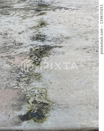 Green Moss And Lichen Growing On Concrete Surface 139635851
