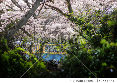 Cherry blossoms and the Sangi Railway Hokusei Line (Photoshop edited) Cherry blossoms and the Sangi Railway Hokusei Line (Photoshop edited) 139635873