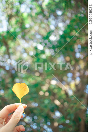 Gingko leaves in hand Gingko leaves in hand 139636028