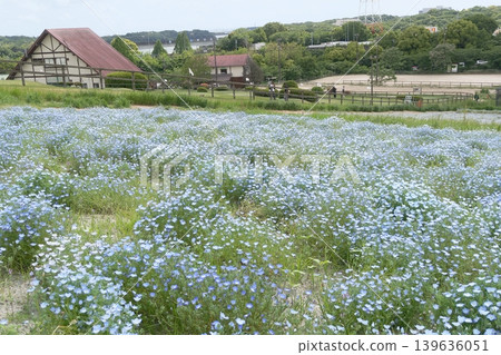 Lavender fields at Aichi Farm Lavender fields at Aichi Farm 139636051