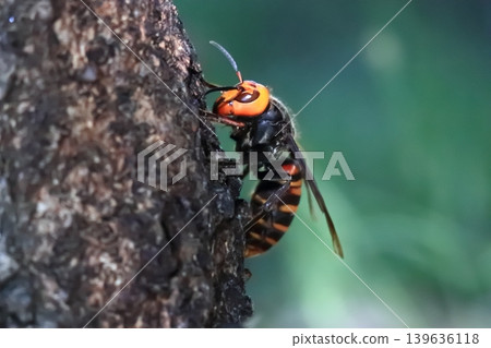 Spring Queen Bee 139636118