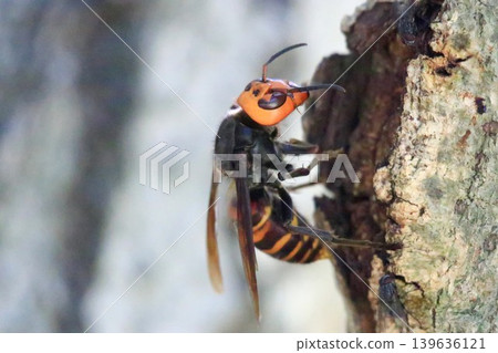 Spring Queen Bee 139636121