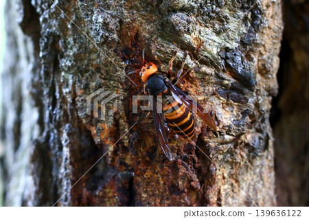 Spring Queen Bee 139636122
