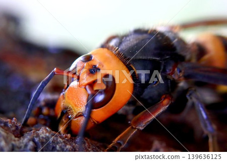 Spring Queen Bee 139636125