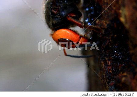 Spring Queen Bee 139636127