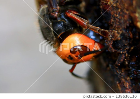 Spring Queen Bee 139636130