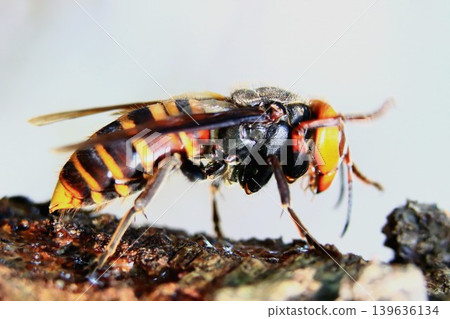 Spring Queen Bee 139636134