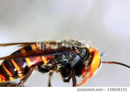 Spring Queen Bee 139636135