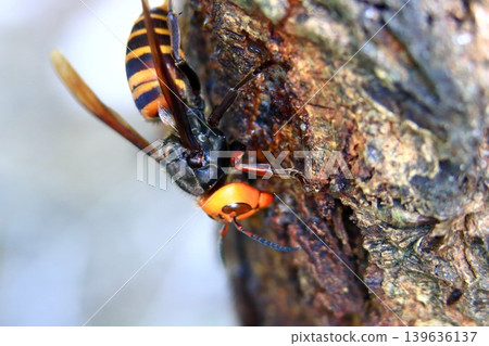 Spring Queen Bee 139636137