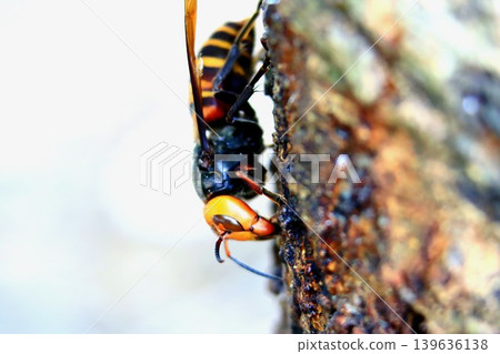 Spring Queen Bee 139636138