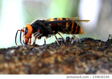 Spring Queen Bee 139636140