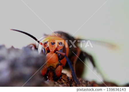 Spring Queen Bee 139636143