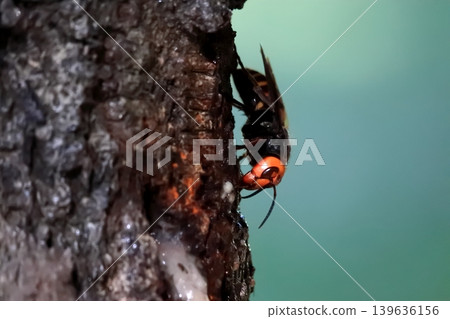 Spring Queen Bee 139636156