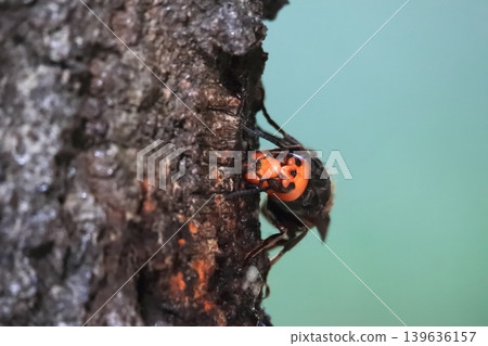 Spring Queen Bee 139636157