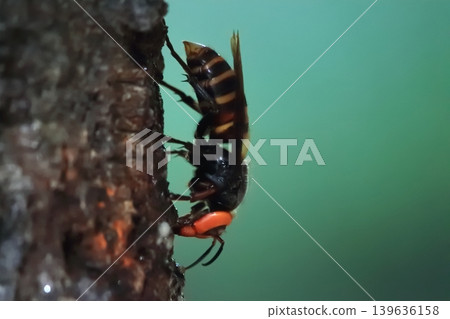 Spring Queen Bee 139636158