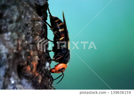 Spring Queen Bee 139636159
