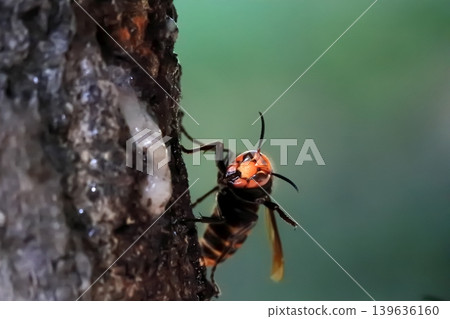 Spring Queen Bee 139636160