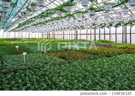 Large greenhouse with colorful flowering plants and hanging pots in commercial nursery interior 139636185