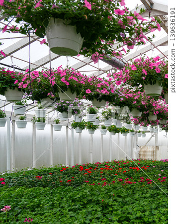 Rows of pink hanging flower baskets inside bright commercial greenhouse nursery interior scene Rows of pink hanging flower baskets inside bright commercial greenhouse nursery interior scene 139636191