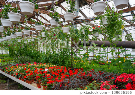Lush greenhouse with hanging plants colorful flowers and climbing vines in flower nursery Lush greenhouse with hanging plants colorful flowers and climbing vines in flower nursery 139636196