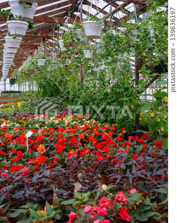 Colorful flowering plants and hanging vines growing inside large commercial greenhouse nursery Colorful flowering plants and hanging vines growing inside large commercial greenhouse nursery 139636197