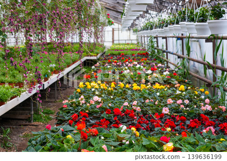 Colorful flowering plants and hanging vines inside vibrant commercial greenhouse nursery interior Colorful flowering plants and hanging vines inside vibrant commercial greenhouse nursery interior 139636199