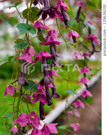 Close-up of purple bell vine flowers hanging gracefully inside lush greenhouse garden setting Close-up of purple bell vine flowers hanging gracefully inside lush greenhouse garden setting 139636200