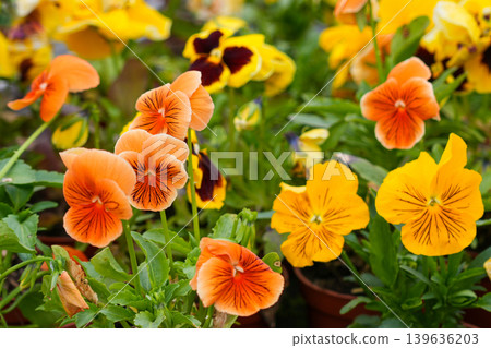 Close-up of vibrant orange and yellow pansy flowers blooming in greenhouse nursery environment 139636203
