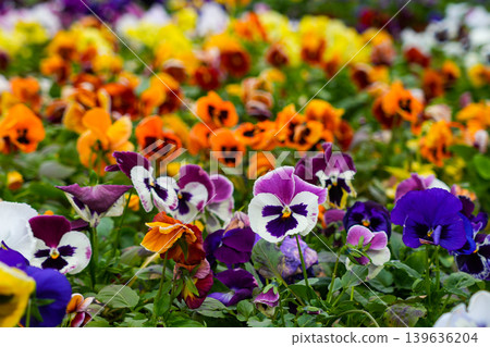 Vibrant multicolored pansy flowers blooming in lush commercial greenhouse garden flower display 139636204