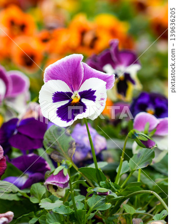 Closeup of vibrant purple and white pansy flower blooming in colorful spring garden background 139636205