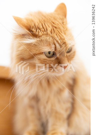 A tabby cat with its head down and ears flattened. A tabby cat with its head down and ears flattened. 139636242